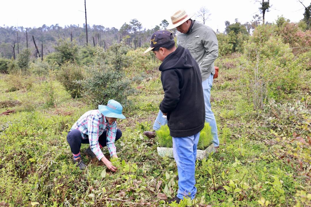 Jalisco planta 10 mil árboles durante la Jornada Nacional de Reforestación