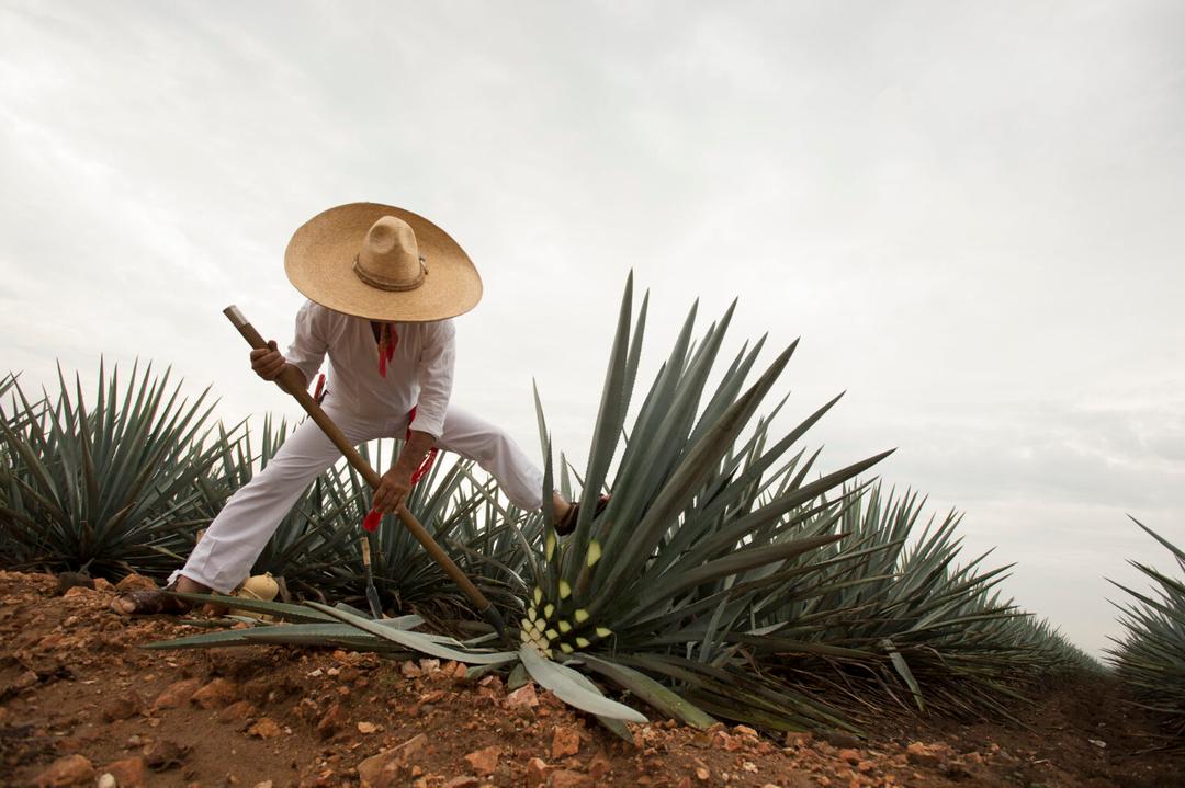 Jalisco ingresa al WTTC, líder mundial del turismo