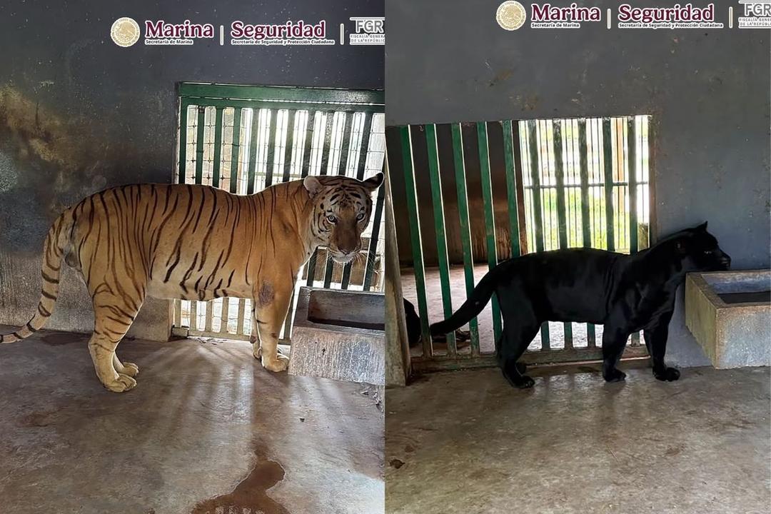 Tamaulipas: Aseguran inmuebles y más de 100 animales exóticos