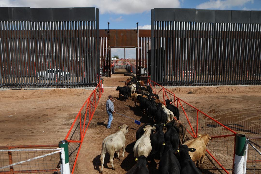 Chihuahua: EU reabre punto para la exportación de ganado de México