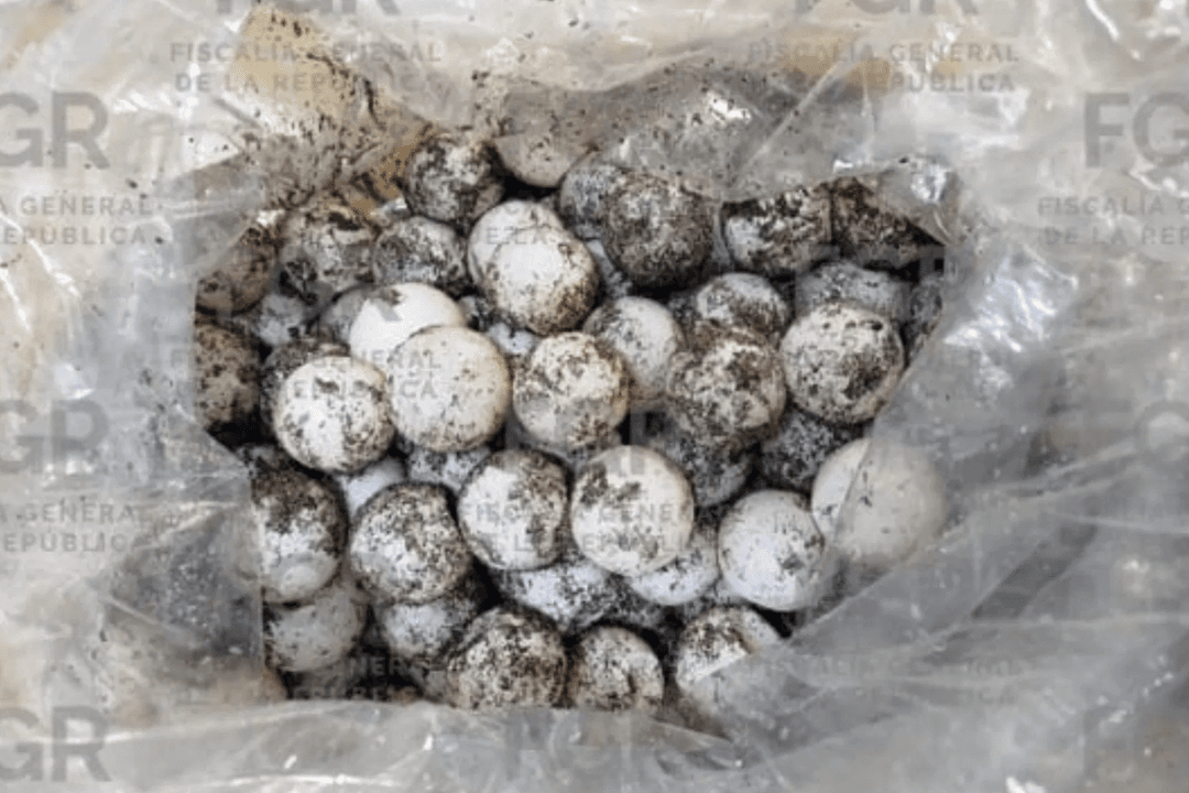 Cihuatlán: Hombre es vinculado por recolectar 125 huevos de tortuga golfina