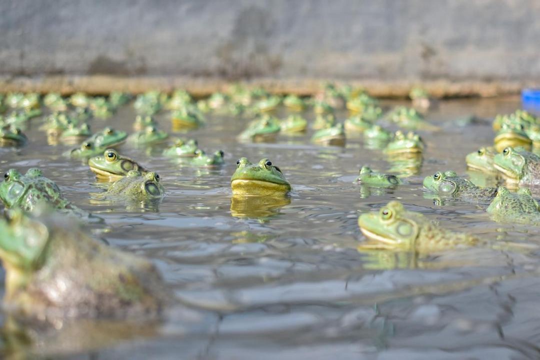 Aguascalientes impulsa un campo innovador; la crianza de ranas toro abre nuevas oportunidades