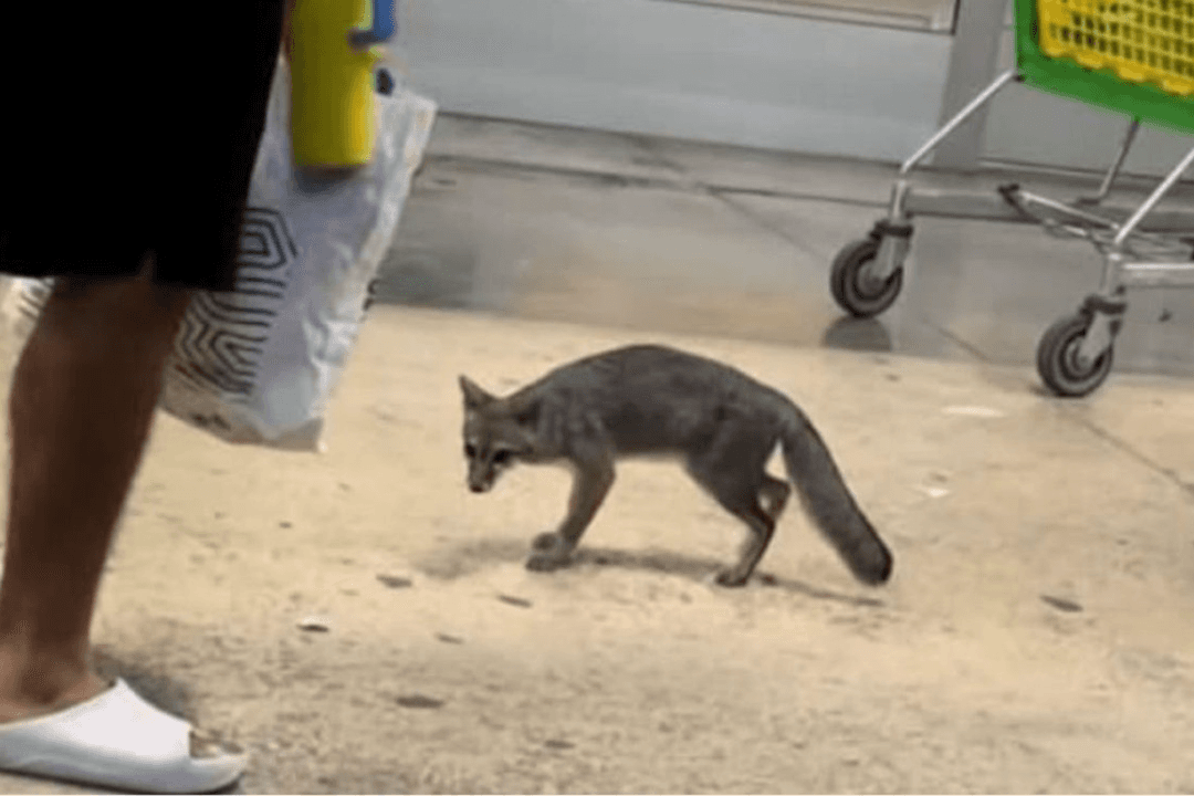 Cancún: Sacrifican a zorra infectada de rabia tras atacar a una niña