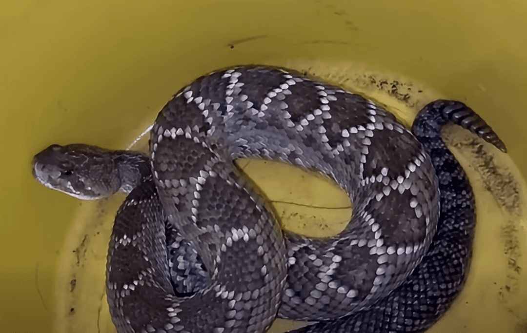 Guadalajara: Localizan una serpiente de cascabel en plena vía pública