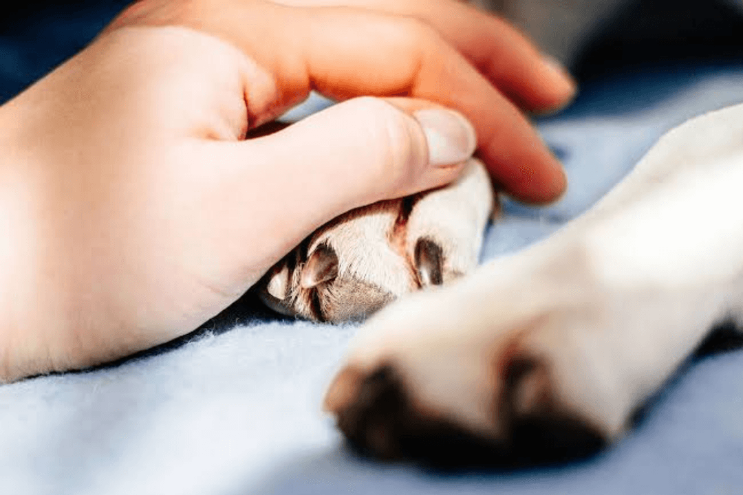 PVEM: Propone tres días de permiso laboral por muerte de mascota