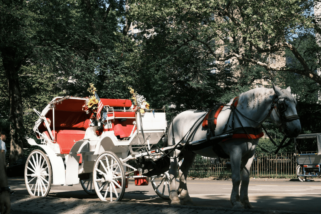 Central Park: Prohíben en Nueva York carruajes tirados por caballos
