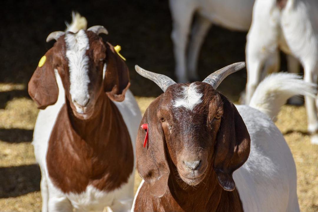 Reconocen labor de productores de borregos y cabras en Aguascalientes