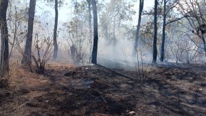 Zapopan: Brigadistas combaten nuevo incendio forestal en el paraje "Los Bailarines"